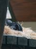 sleeping beauty