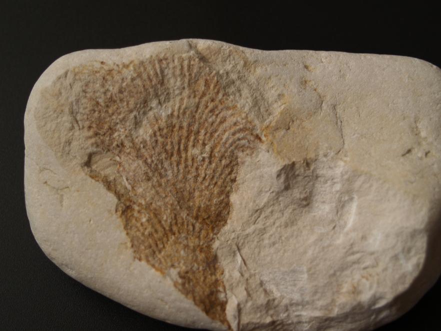 fossil 1