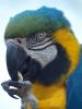 MACAW