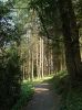 Trees in Port Soderick Glen by Liz Mitchell