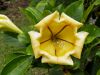 Tropical Flower 2 by Arthur Wright