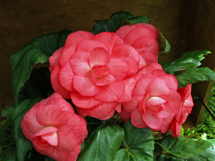 Begonia
