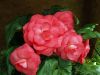 Begonia by Arthur Wright