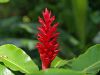 Tropical flower by Arthur Wright