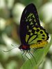 Butterfly by Arthur Wright