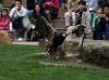 Bird of Prey by Arthur Wright