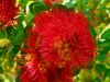 Bottlebrush by Arthur Wright