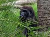Gorilla by Arthur Wright