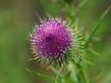 Thistle by Arthur Wright