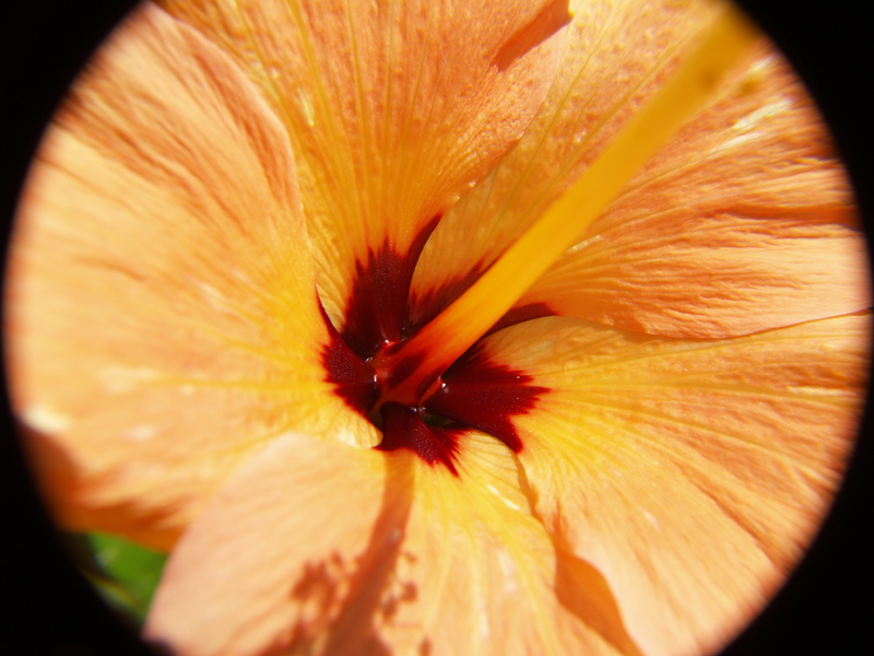 hibiscus