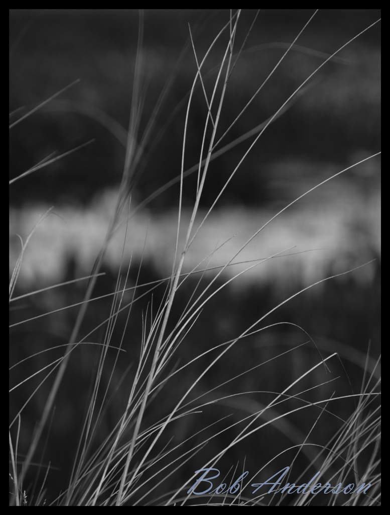 Simple Grass