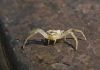 Spider by Dido Mihajlov