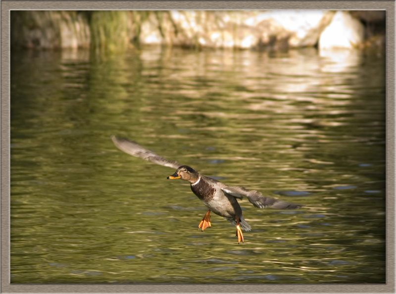 Landing