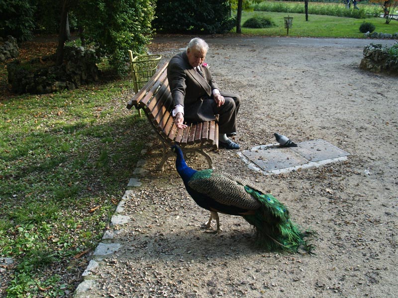 Pavo Real