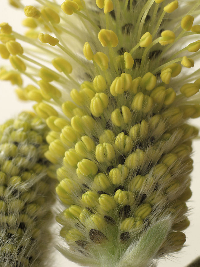 Willow flower
