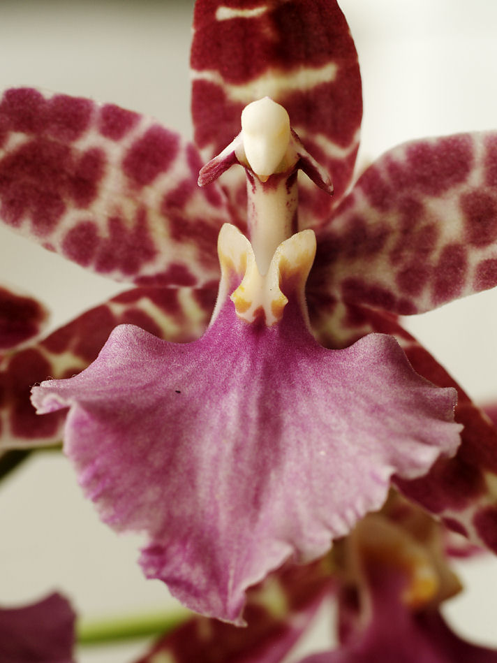 Orchid 1