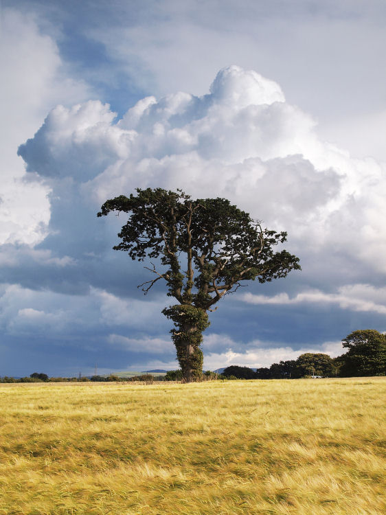 One Tree