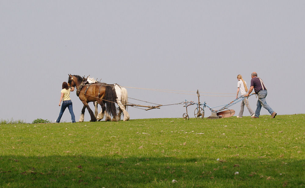 Horse Drawn Plough 2