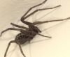 Spider by Mike Babson