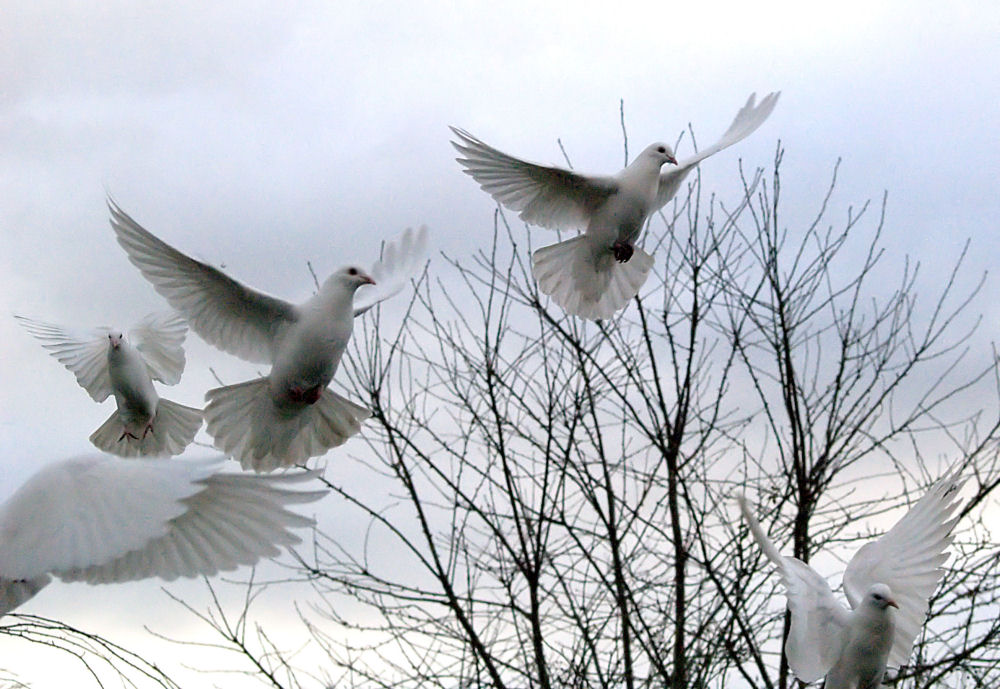 Doves