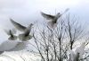 Doves by Mike Babson