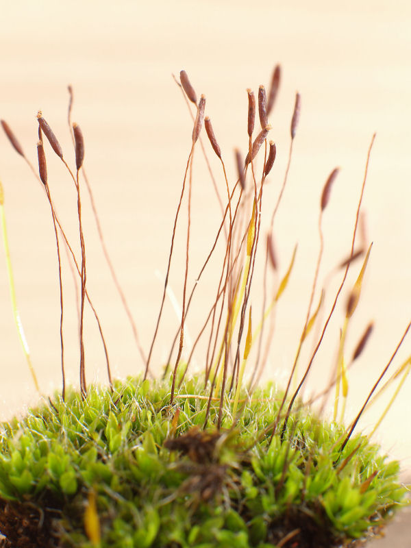 Moss Macro