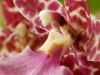Orchid 2 by Mike Babson