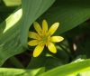Peeping Celandine by Mike Babson