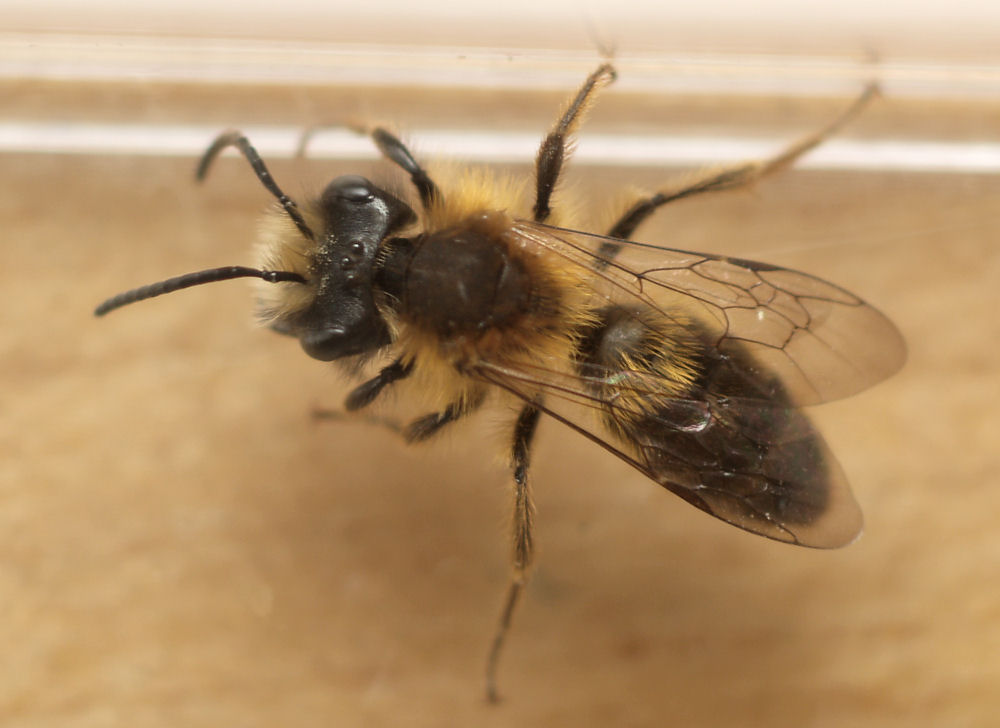 Mining Bee