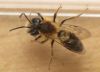 Mining Bee by Mike Babson