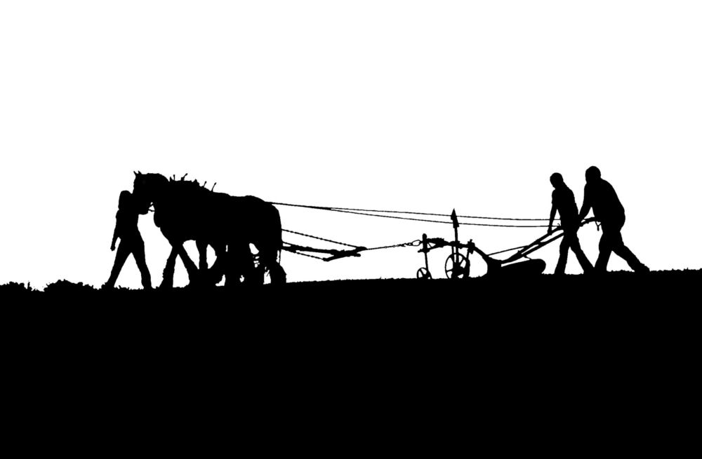 Horse drawn plough