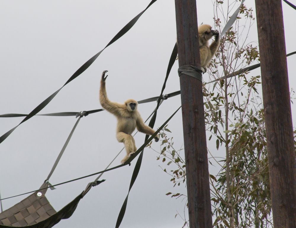 High Wire