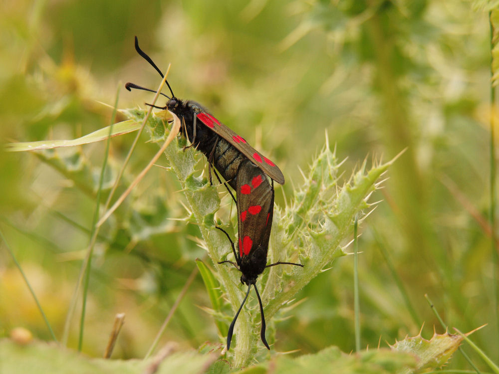 Burnet Moths