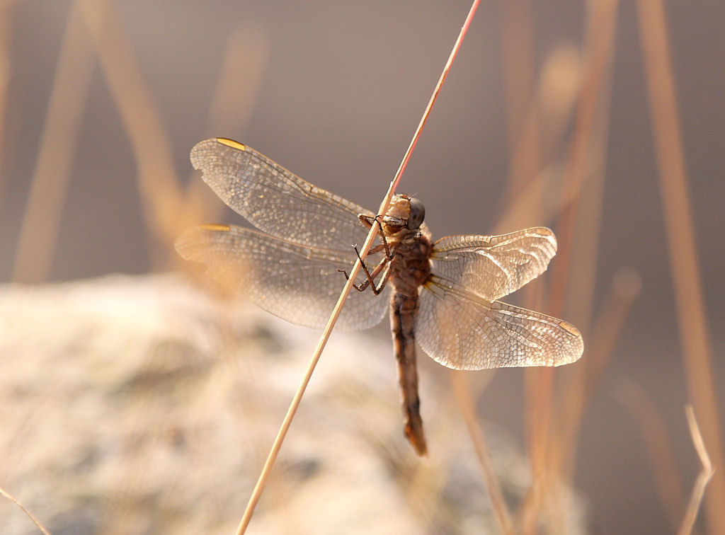Dragonfly