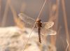 Dragonfly by Mike Babson