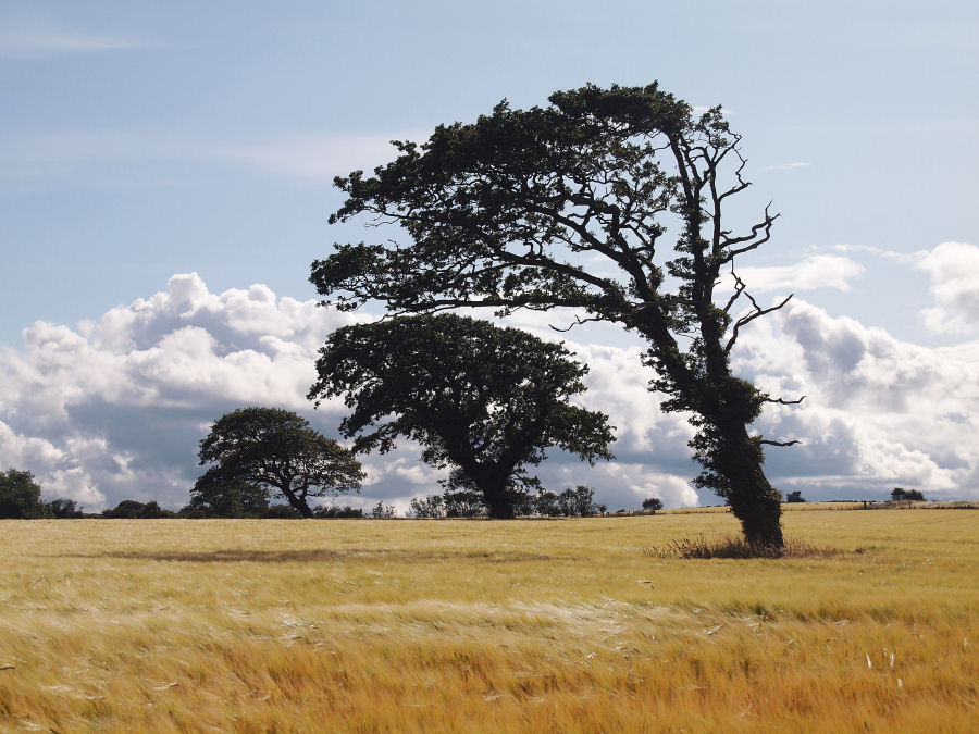 Three Trees