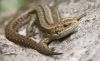 Lizard by Mike Babson