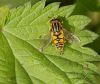 Hover Fly by Mike Babson