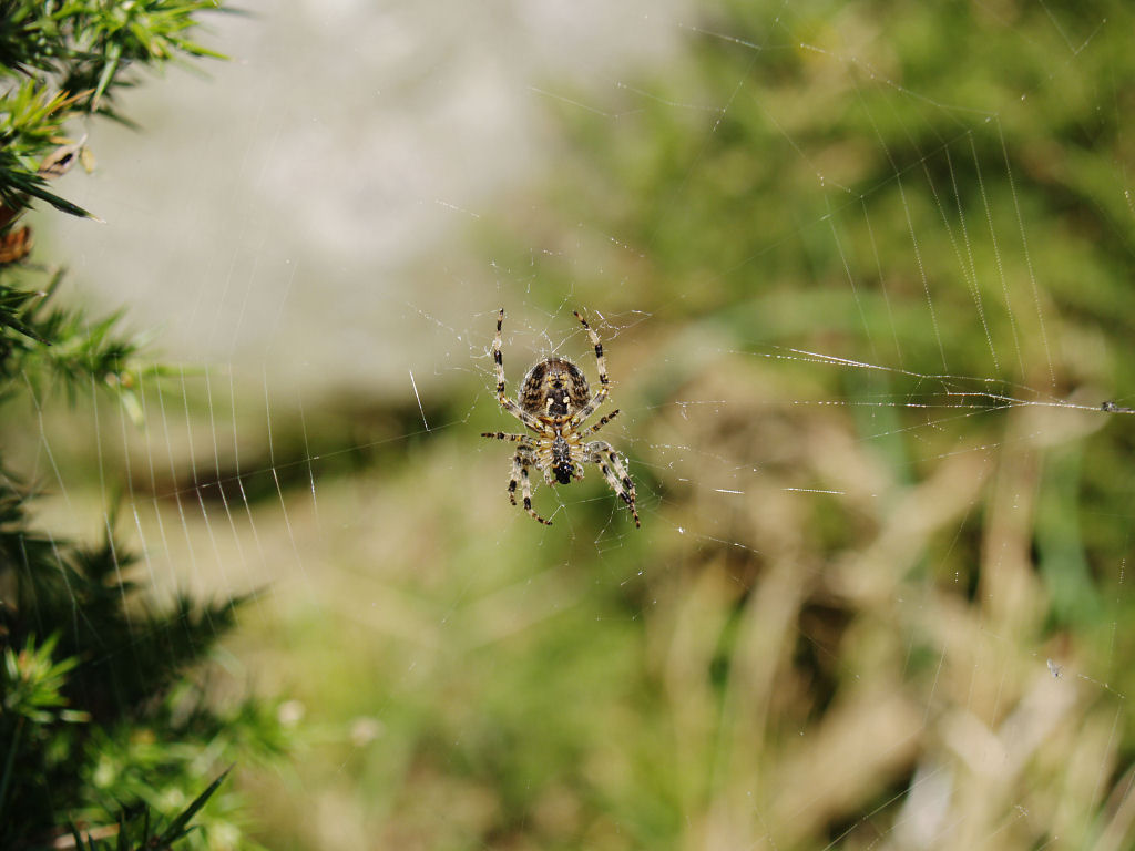 Orb web spider