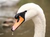 The Swan by Mike Babson