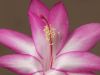 Chrismas Cactus by Mike Babson