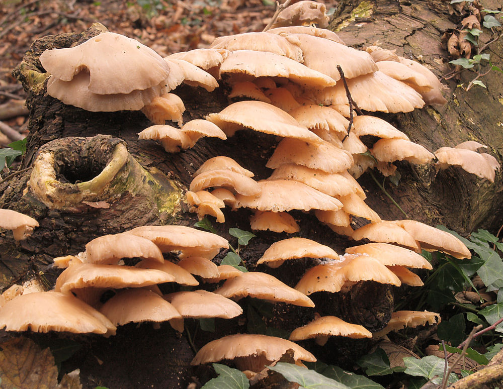Pleurotus pulmonarius