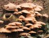 Pleurotus pulmonarius by Mike Babson