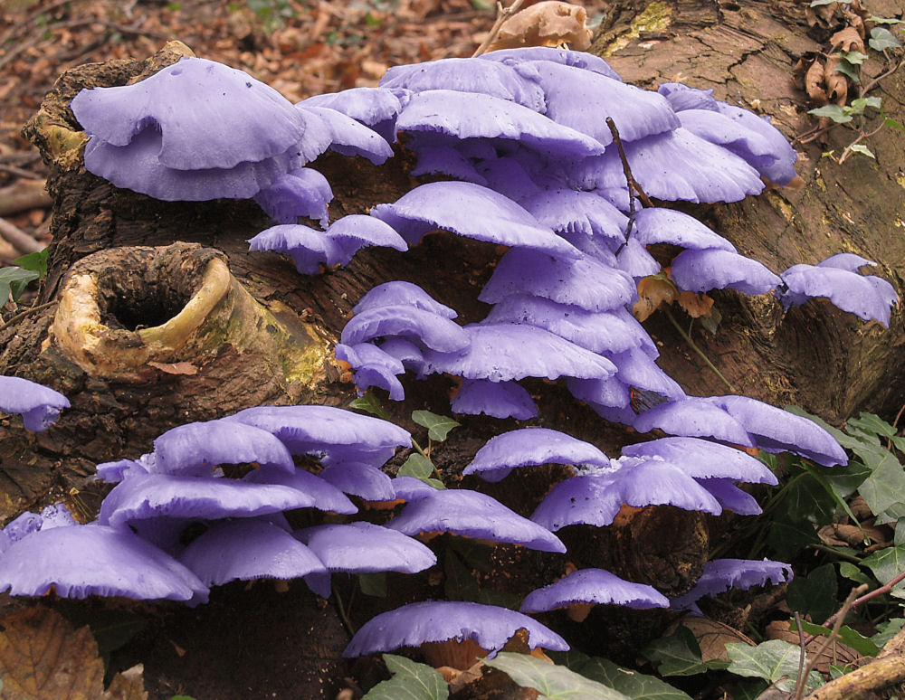 Fun with Fungi