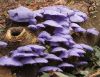 Fun with Fungi by Mike Babson