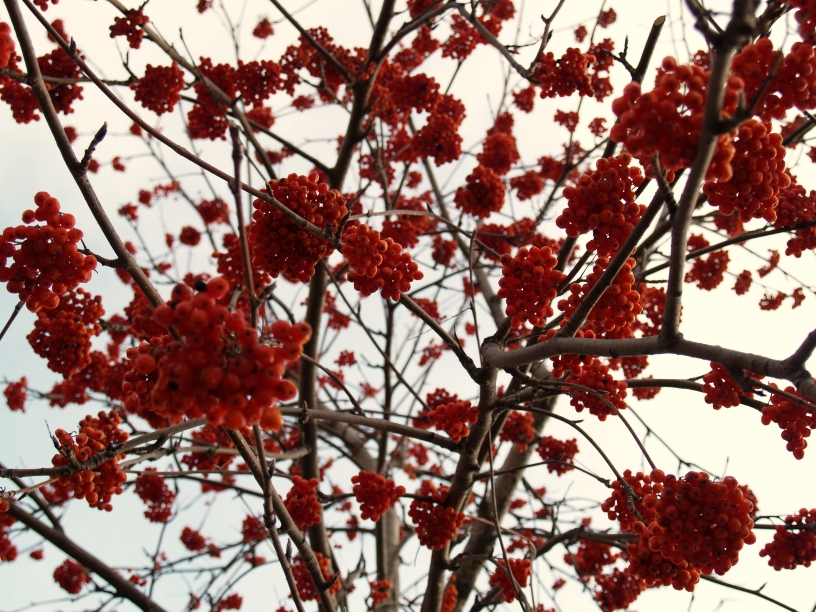 Wild Ash