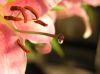 Weeping Lily