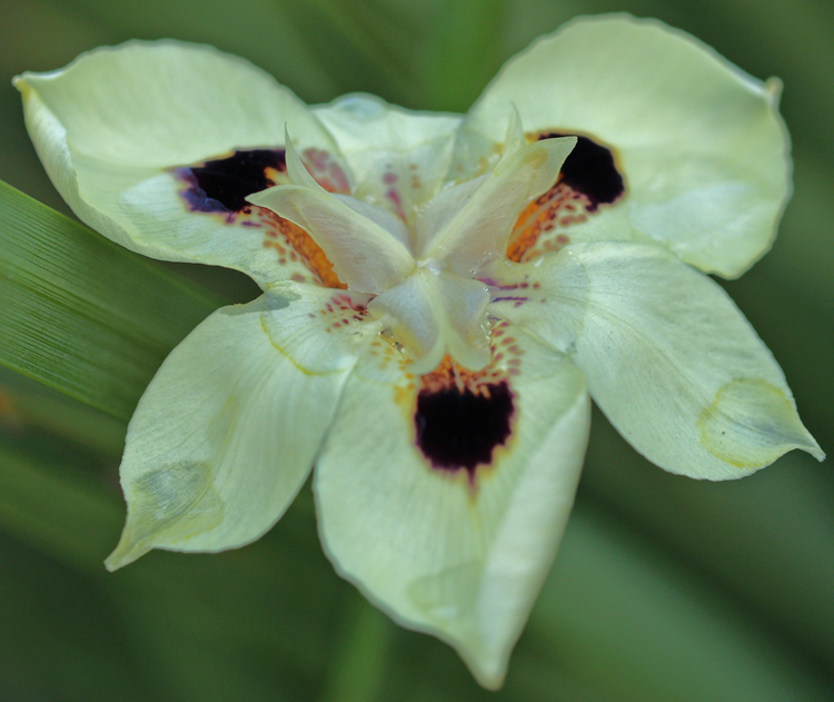 Silk butterfly?