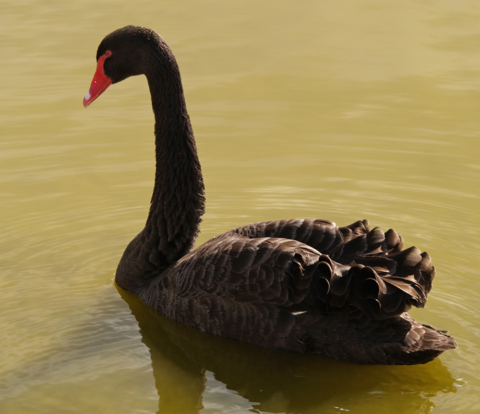 Black Swan 1