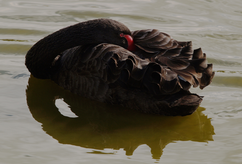 Black Swan 3